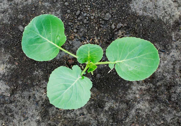 Genç lahana büyüyor