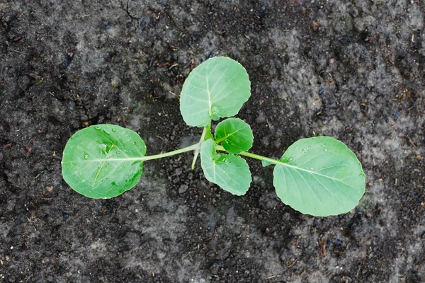 Genç lahana büyüyor