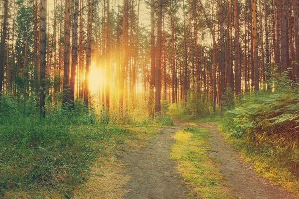 Solnedgång i skogen — Stockfoto