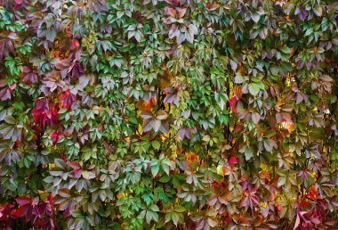 Renkli yapraklı sonbahar yüzey