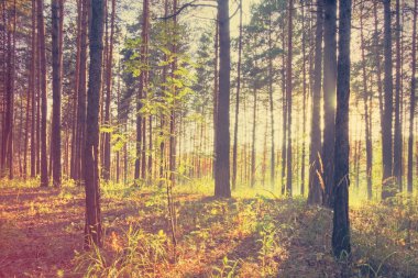 Ormanda parlak günbatımı