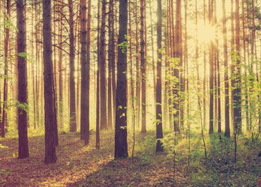 Ormanda parlak günbatımı