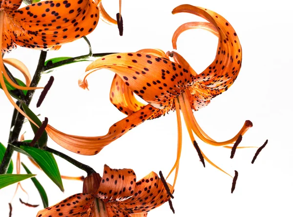 Tiger Lily no fundo branco — Fotografia de Stock