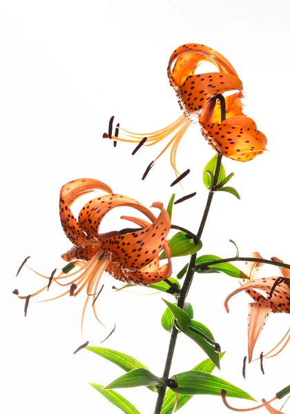Tiger Lily no fundo branco — Fotografia de Stock