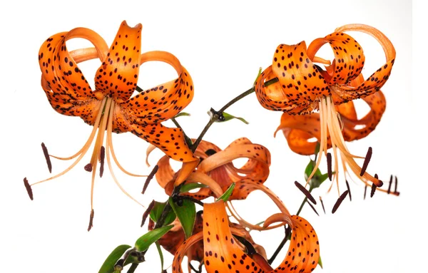 Tiger lily na bílém pozadí — Stock fotografie