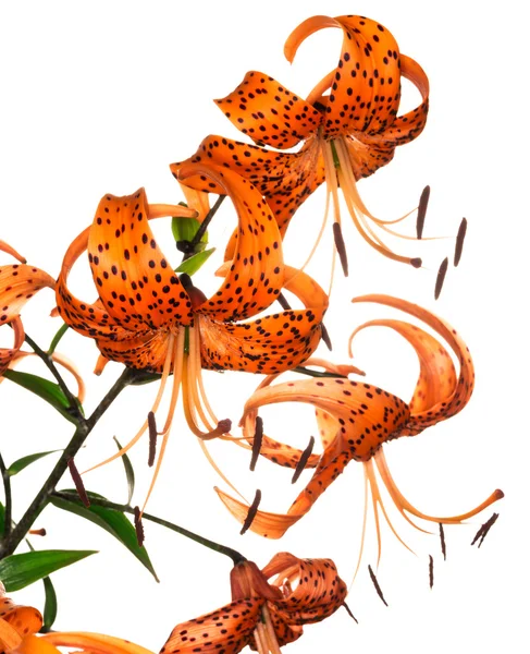 Tiger lily na bílém pozadí — Stock fotografie