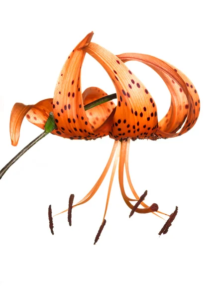 Tiger lily na bílém pozadí — Stock fotografie