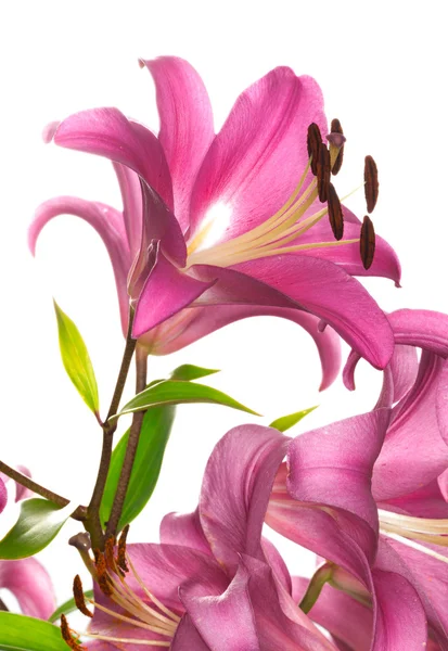 Pembe lily çiçek — Stok fotoğraf