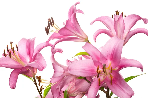 Pembe lily çiçek — Stok fotoğraf