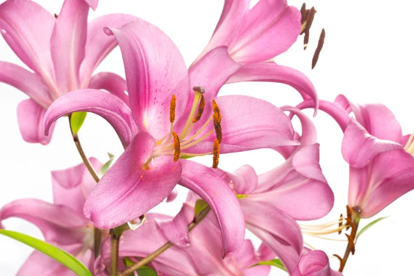 Pembe lily çiçek — Stok fotoğraf