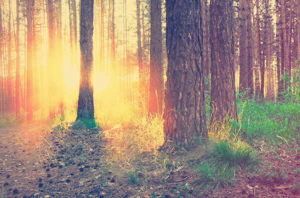 Sunset in the woods, retro film filtered, instagram style