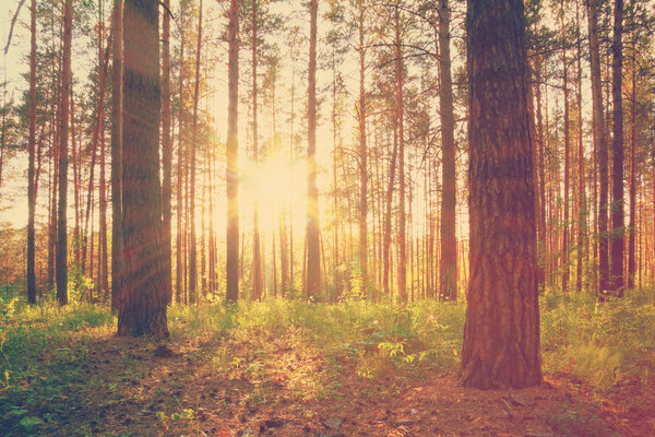 Sunset in the forest, retro film filtered, instagram style