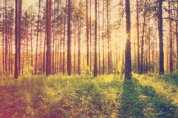 Sunset in the woods, retro film filtered, instagram style