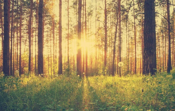 Solnedgång i skogen — Stockfoto