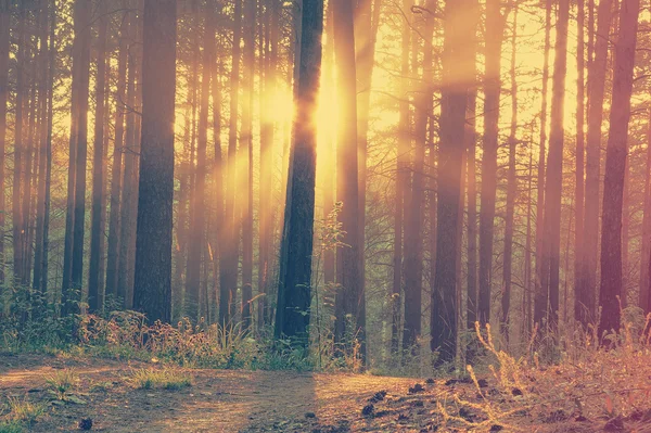 Coucher de soleil lumineux dans les bois — Photo