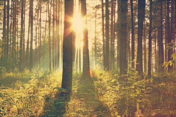 Pôr do sol brilhante na floresta — Fotografia de Stock
