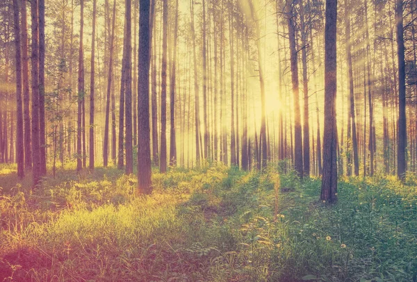 Ormanda parlak günbatımı