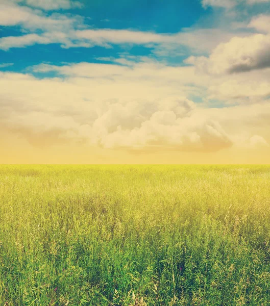 Sky och gröna fält — Stockfoto