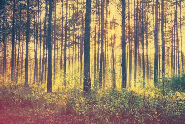 Tramonto luminoso nel bosco — Foto Stock