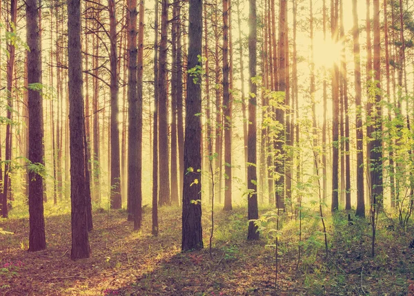Ormanda parlak günbatımı
