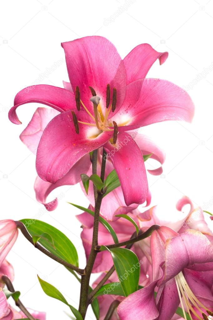 pink lily flower