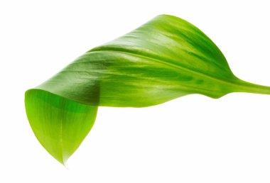 Parlak canlı yeşil yaprak