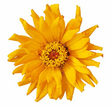 Parlak sarı Zinnia elegans