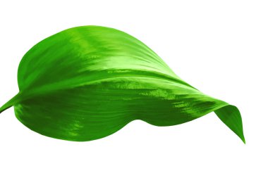 Parlak canlı yeşil yaprak