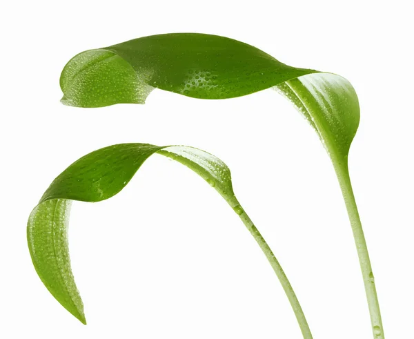 Folhas verdes com gotas de água —  Vetores de Stock