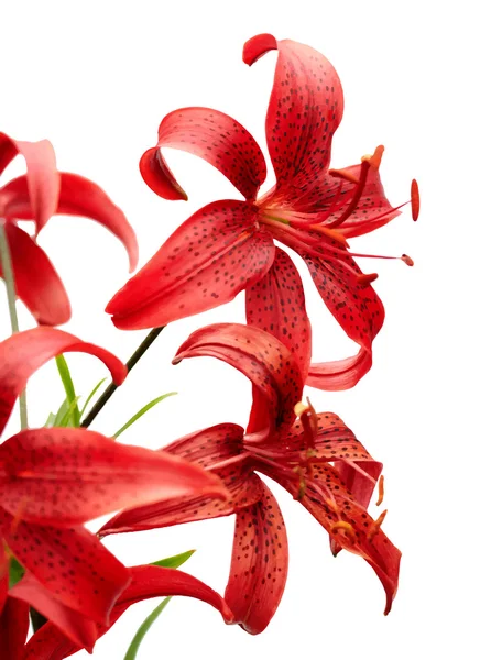 Schöne rote Tigerlilien — Stockvektor