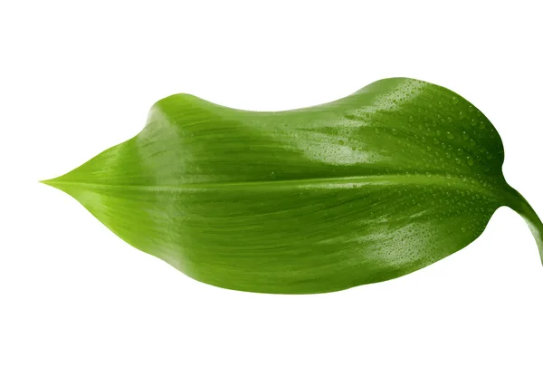 Zářivě živé zelený list — Stockový vektor