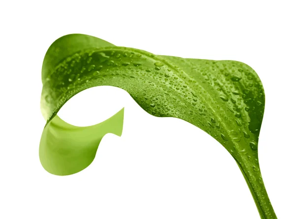 Foglia verde con gocce d'acqua — Vettoriale Stock