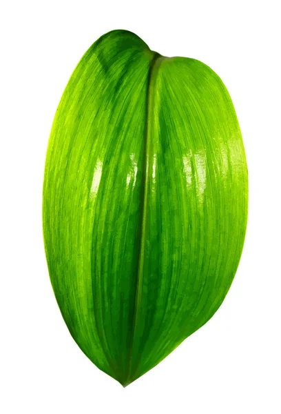 Leuchtend lebendiges grünes Blatt — Stockvektor