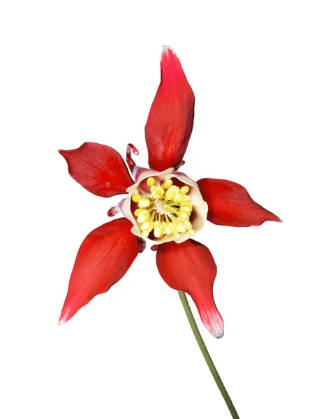 Bela flor vermelha Aquilegia caerulea — Vetor de Stock
