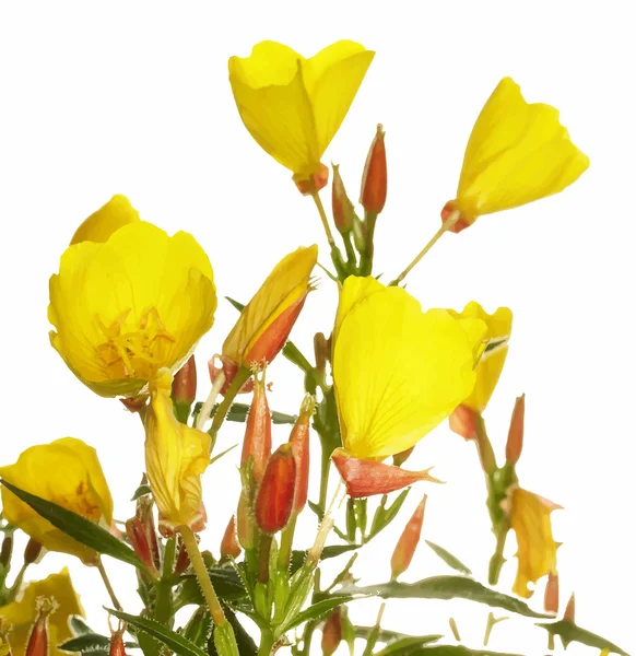 Giallo Oenothera glazioviana fiori — Vettoriale Stock