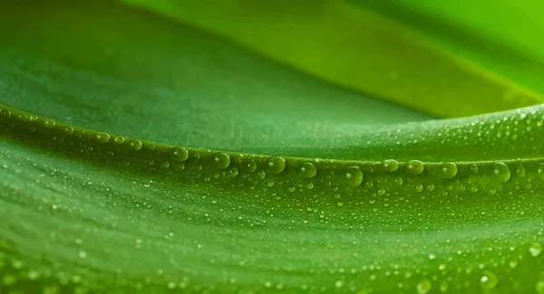 Green leaf with drops of water — Stock Vector