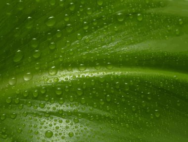 Yeşil yaprak ve su damlaları