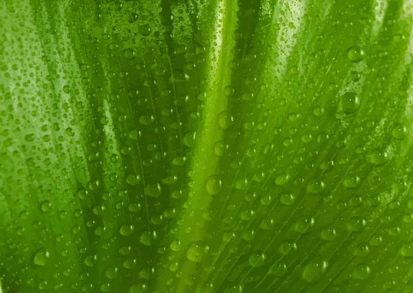 Zelený list s kapkami vody — Stockový vektor
