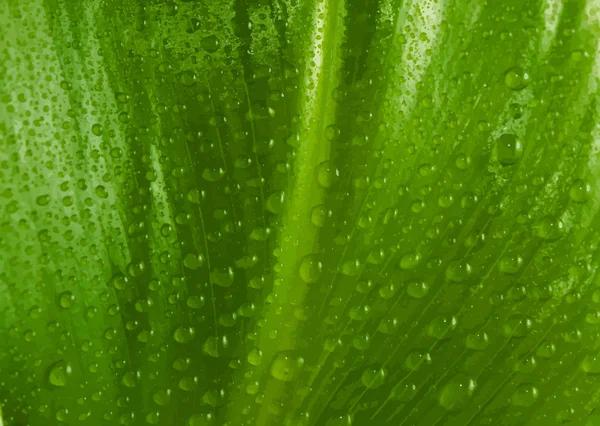 Hoja verde con gotas de agua — Archivo Imágenes Vectoriales