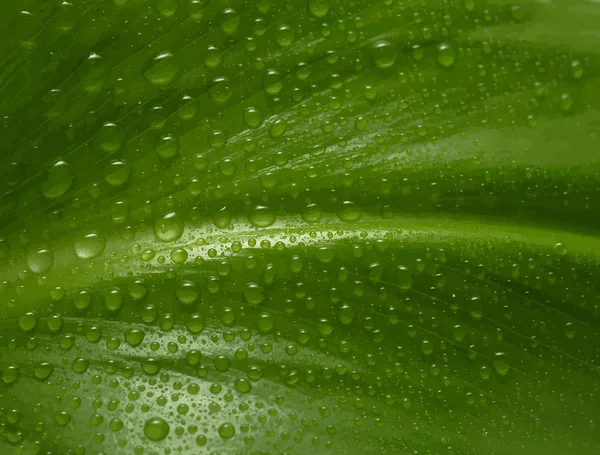 Folha verde com gotas de água — Vetor de Stock
