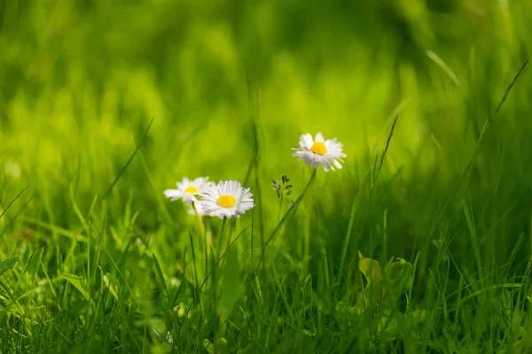 Groen gras en madeliefjes — Stockvector