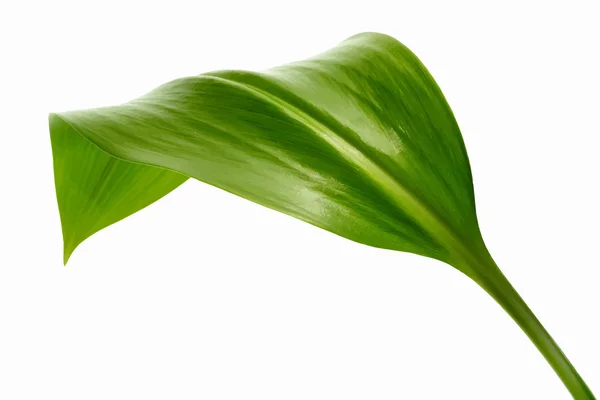 Folha verde vibrante brilhante —  Vetores de Stock