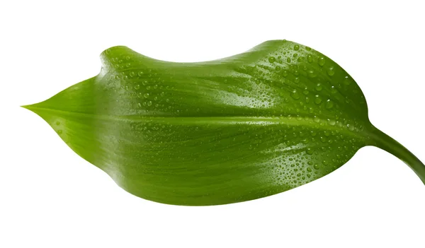 Bright vibrant green leaf — Stock Vector