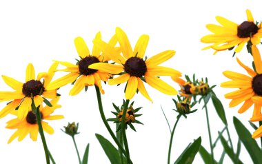 parlak sarı rudbeckia çiçek