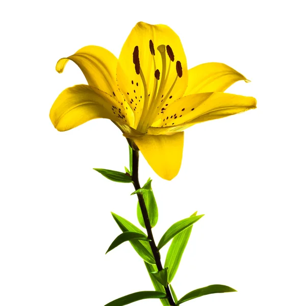 Vackra gula Lilly — Stock vektor