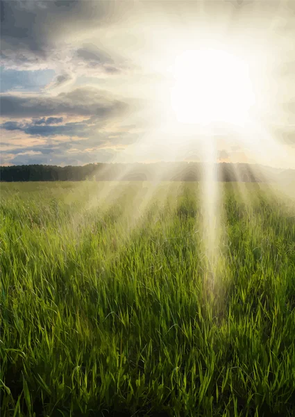 Schöner Sonnenuntergang auf den Feldern — Stockvektor