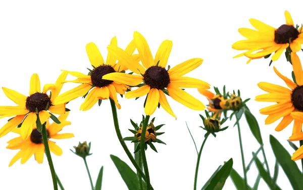 Ljust gul rudbeckia blommor — Stock vektor