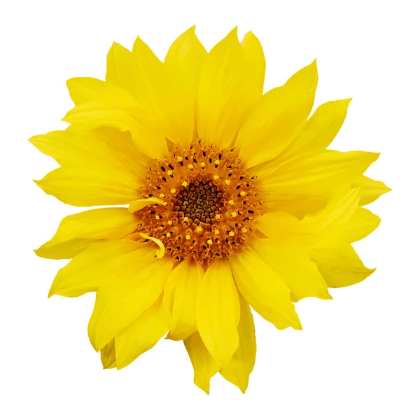 明亮的黄色向日葵 — 图库矢量图片