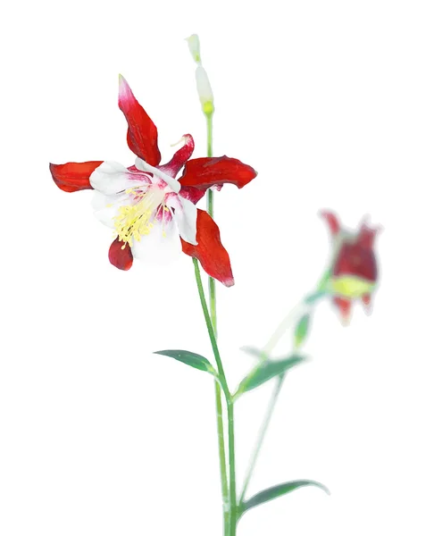 Flor aquilegia caerulea colorida — Vetor de Stock