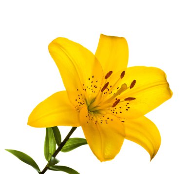 Güzel sarı Lilly